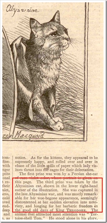 First Abyssinian Cat Zula Zula – Michael Broad